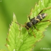 Wasp Beetle - Clytus arietis | Fotografijos autorius : Aleksandras Naryškin | © Macronature.eu | Macro photography web site