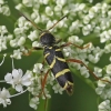 Wasp Beetle - Clytus arietis | Fotografijos autorius : Vytautas Tamutis | © Macronature.eu | Macro photography web site