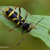 Wasp Beetle - Clytus arietis | Fotografijos autorius : Gediminas Gražulevičius | © Macronature.eu | Macro photography web site