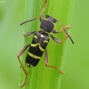 Wasp Beetle - Clytus arietis | Fotografijos autorius : Vidas Brazauskas | © Macronature.eu | Macro photography web site