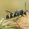 Wasp Beetle - Clytus arietis | Fotografijos autorius : Gintautas Steiblys | © Macronature.eu | Macro photography web site