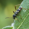 Wasp Beetle - Clytus arietis | Fotografijos autorius : Giedrius Markevičius | © Macronature.eu | Macro photography web site