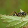 Wasp Beetle - Clytus arietis | Fotografijos autorius : Žilvinas Pūtys | © Macronature.eu | Macro photography web site