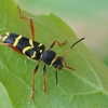 Wasp Beetle - Clytus arietis | Fotografijos autorius : Gintautas Steiblys | © Macronature.eu | Macro photography web site