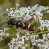 Wasp Beetle - Clytus arietis | Fotografijos autorius : Žilvinas Pūtys | © Macronature.eu | Macro photography web site