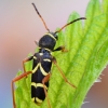 Wasp Beetle - Clytus arietis | Fotografijos autorius : Arūnas Eismantas | © Macronature.eu | Macro photography web site