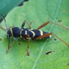 Wasp Beetle - Clytus arietis | Fotografijos autorius : Romas Ferenca | © Macronature.eu | Macro photography web site