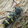 Wasp Beetle - Clytus arietis | Fotografijos autorius : Vidas Brazauskas | © Macronature.eu | Macro photography web site