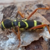 Wasp Beetle - Clytus arietis | Fotografijos autorius : Žilvinas Pūtys | © Macronature.eu | Macro photography web site