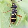 Wasp beetle - Clytus arietis | Fotografijos autorius : Kazimieras Martinaitis | © Macronature.eu | Macro photography web site