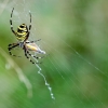 Wasp spider | Argiope bruennichi | Fotografijos autorius : Darius Baužys | © Macronature.eu | Macro photography web site