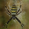 Wasp spider - Argiope bruennichi  | Fotografijos autorius : Gintautas Steiblys | © Macronature.eu | Macro photography web site