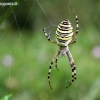 Wasp spider - Argiope bruennichi | Fotografijos autorius : Povilas Sakalauskas | © Macronature.eu | Macro photography web site