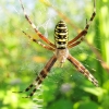 Wasp spider - Argiope bruennichi | Fotografijos autorius : Rasa Gražulevičiūtė | © Macronature.eu | Macro photography web site