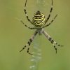 Wasp spider - Argiope bruennichi | Fotografijos autorius : Deividas Makavičius | © Macronature.eu | Macro photography web site