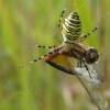 Wasp spider - Argiope bruennichi | Fotografijos autorius : Nomeda Vėlavičienė | © Macronature.eu | Macro photography web site