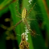 Wasp spider - Argiope bruennichi | Fotografijos autorius : Romas Ferenca | © Macronature.eu | Macro photography web site
