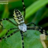 Wasp spider - Argiope bruennichi | Fotografijos autorius : Romas Ferenca | © Macronature.eu | Macro photography web site