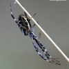 Wasp spider - Argiope bruennichi | Fotografijos autorius : Gediminas Gražulevičius | © Macronature.eu | Macro photography web site