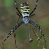 Wasp spider - Argiope bruennichi | Fotografijos autorius : Gintautas Steiblys | © Macronature.eu | Macro photography web site