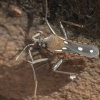 Vandenskrodė - Velia rivulorum ?? | Fotografijos autorius : Gintautas Steiblys | © Macronature.eu | Macro photography web site