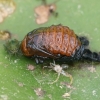 Lūgninis aksominukas - Galerucella nymphaeae, lėliukė | Fotografijos autorius : Gintautas Steiblys | © Macronature.eu | Macro photography web site