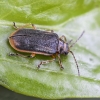 Lūgninis aksominukas - Galerucella nymphaeae | Fotografijos autorius : Kazimieras Martinaitis | © Macronature.eu | Macro photography web site