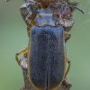 Lūgninis aksominukas - Galerucella nymphaeae | Fotografijos autorius : Žilvinas Pūtys | © Macronature.eu | Macro photography web site