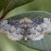 Wave - Idaea filicata | Fotografijos autorius : Žilvinas Pūtys | © Macronature.eu | Macro photography web site