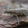Weevil - Charagmus griseus | Fotografijos autorius : Žilvinas Pūtys | © Macronature.eu | Macro photography web site