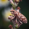 Weevil - Cyphocleonus dealbatus | Fotografijos autorius : Mindaugas Leliunga | © Macronature.eu | Macro photography web site