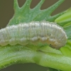 Weevil - Hypera sp., larva | Fotografijos autorius : Gintautas Steiblys | © Macronature.eu | Macro photography web site