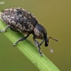 Weevil - Hypera sp. | Fotografijos autorius : Gintautas Steiblys | © Macronature.eu | Macro photography web site