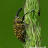 Weevil - Larinus sturnus | Fotografijos autorius : Romas Ferenca | © Macronature.eu | Macro photography web site