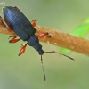 Weevil - Phyllobius glaucus  | Fotografijos autorius : Gintautas Steiblys | © Macronature.eu | Macro photography web site