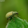 Weevil - Polydrusus pterygomalis | Fotografijos autorius : Romas Ferenca | © Macrogamta.lt | Šis tinklapis priklauso bendruomenei kuri domisi makro fotografija ir fotografuoja gyvąjį makro pasaulį.