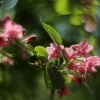 Weigela Bush - Weigela praecox | Fotografijos autorius : Vidas Brazauskas | © Macronature.eu | Macro photography web site