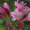 Weigela bush - Weigela praecox | Fotografijos autorius : Gintautas Steiblys | © Macronature.eu | Macro photography web site