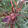 Western Conifer Seed Bug - Leptoglossus occidentalis | Fotografijos autorius : Romas Ferenca | © Macronature.eu | Macro photography web site