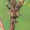 Western Conifer Seed Bug - Leptoglossus occidentalis | Fotografijos autorius : Gintautas Steiblys | © Macronature.eu | Macro photography web site