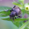 Western Grape Rootworm - Bromius obscurus | Fotografijos autorius : Romas Ferenca | © Macronature.eu | Macro photography web site