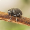 Western Grape Rootworm - Bromius obscurus | Fotografijos autorius : Kazimieras Martinaitis | © Macronature.eu | Macro photography web site