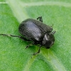 Western Grape Rootworm - Bromius obscurus | Fotografijos autorius : Romas Ferenca | © Macronature.eu | Macro photography web site