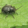 Western Grape Rootworm - Bromius obscurus | Fotografijos autorius : Gintautas Steiblys | © Macrogamta.lt | Šis tinklapis priklauso bendruomenei kuri domisi makro fotografija ir fotografuoja gyvąjį makro pasaulį.