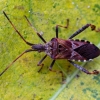 Western conifer seed bug - Leptoglossus occidentalis | Fotografijos autorius : Zita Gasiūnaitė | © Macronature.eu | Macro photography web site