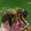 Western honey bee - Apis mellifera  | Fotografijos autorius : Gintautas Steiblys | © Macronature.eu | Macro photography web site