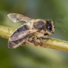 Western honey bee - Apis mellifera carnica | Fotografijos autorius : Kazimieras Martinaitis | © Macronature.eu | Macro photography web site