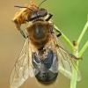 Western honey bee - Apis mellifera, drone | Fotografijos autorius : Gintautas Steiblys | © Macronature.eu | Macro photography web site