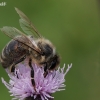 Western honey bee - Apis mellifera | Fotografijos autorius : Gintautas Steiblys | © Macronature.eu | Macro photography web site