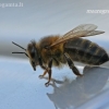 Vakarinė medunešė bitė - Apis mellifera | Fotografijos autorius : Darius Baužys | © Macronature.eu | Macro photography web site